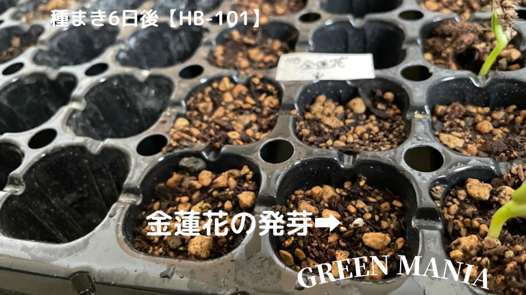 HB101　金蓮花の発芽