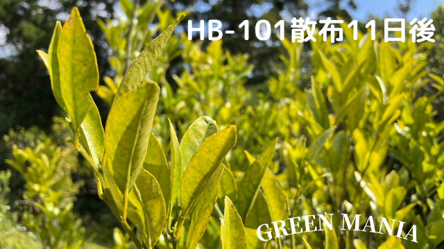 HB101　効果　蜜柑の木　11日後