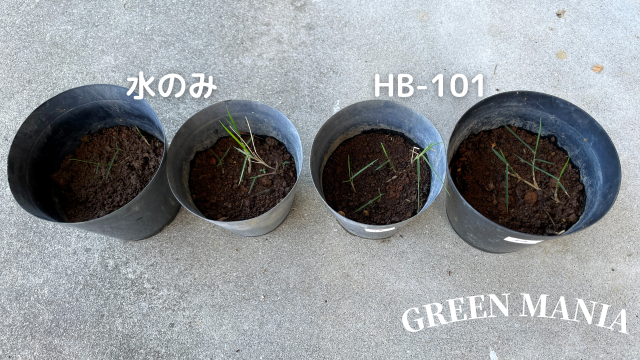 HB101　芝生成長比較実験　30日後