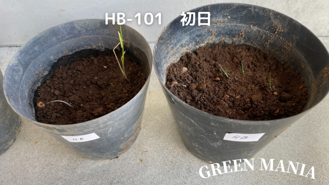 HB101　芝生成長比較実験　HB101希釈液　1日目