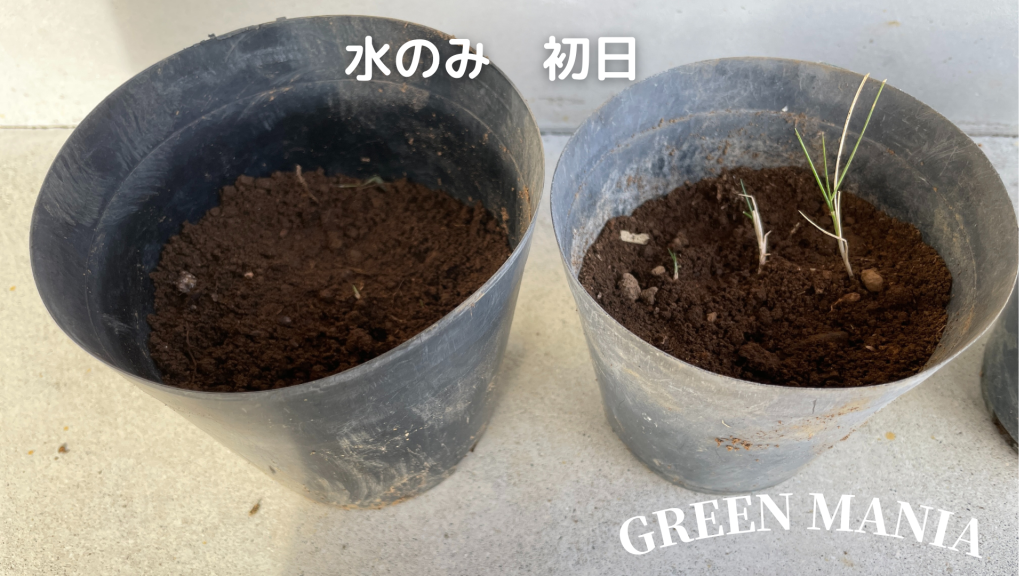 HB101　芝生成長比較実験　水のみ　1日目