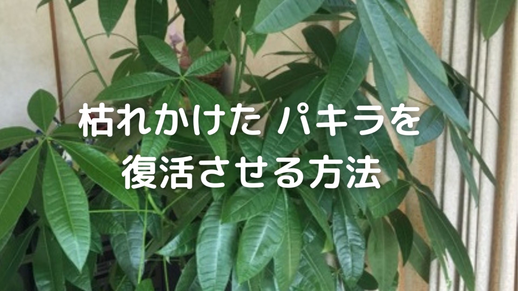 パキラ　葉が枯れる　復活させる方法